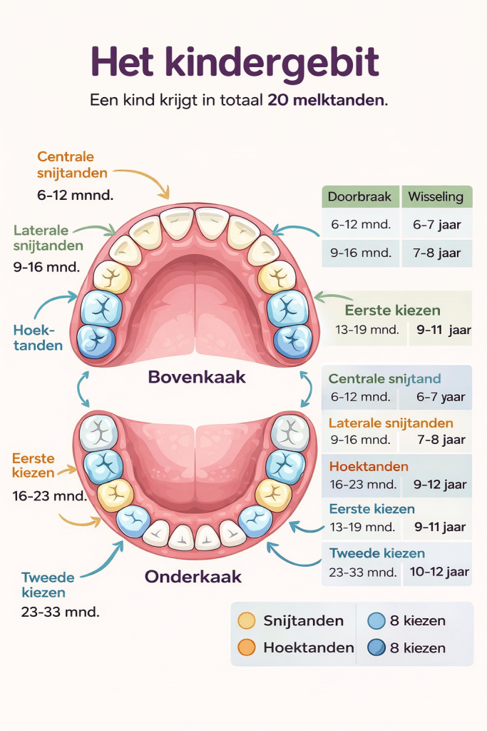 Infographic van het kindergebit met uitleg hoeveel melktanden een kind heeft en wanneer tanden doorbreken en wisselen.